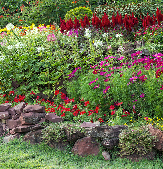 colorful flower in the garden