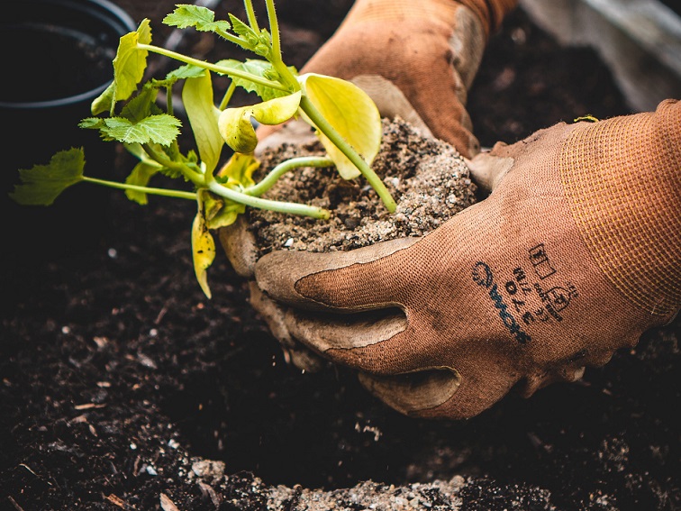 planting service